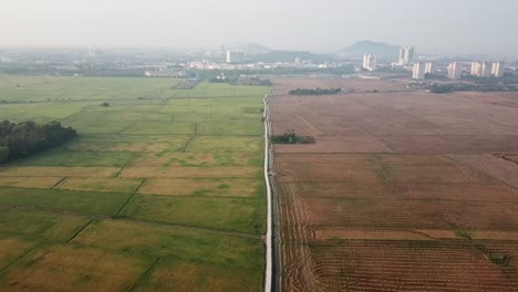 Luftaufnahme-Einer-Reisfeldfarm-In-Permatang-Pauh,-Penang,-Malaysia.